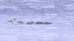 Поём с Голубым щенком - (2 серия) - Холодок