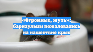 «Огромные, жуть»: барнаульцы пожаловались на нашествие крыс