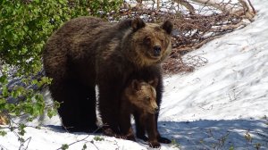 Встреча с медведицей.