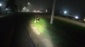 Собачи в ночи, Сальск, собаки, ночь