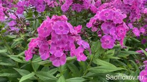 Многогранный флокс Фруктовый Коктейль, моей селекции