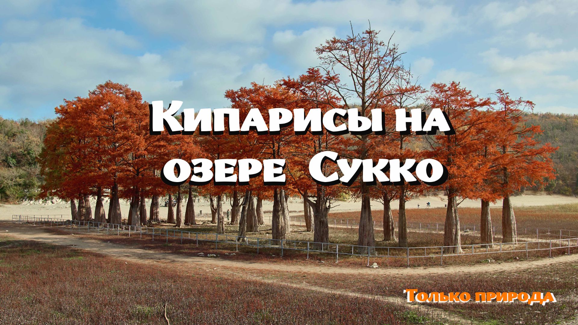Природа озера Сукко, осенние кипарисы