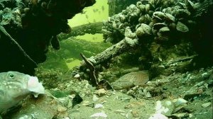 1000004931.mp4Волга гл.2м.23.11.2025г.