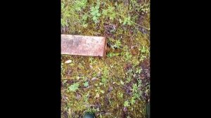 Канистры в лесу Canisters in the forest