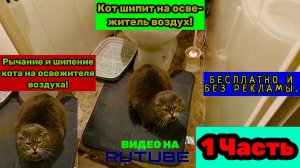 Кот Тоша рычит и шипит, даже боится на освежитель воздух! (1 Часть).