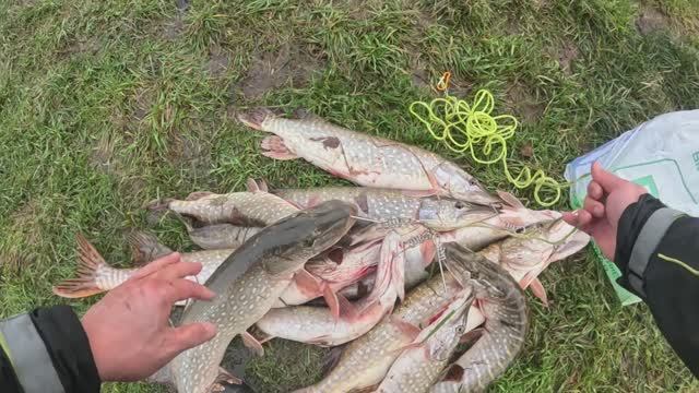 Хороший клёв! Рыбалка на воблеры - щука с берега. смотреть онлайн