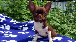 #продаючихуахуа девочки #Цены от 70 тр #купитьщенкачихуахуапродаю +79215950848