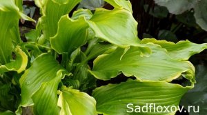 Видео обзор  прекрасной хосты Гинсу Найф (Ginsu Knife) в моем саду