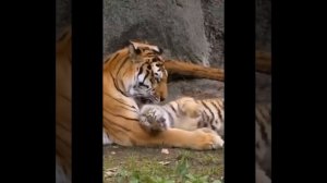 Видео от МЯУтаверс – как метавселенная, но с котами