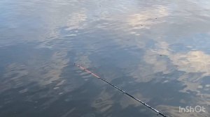 23.11 - поимки форели