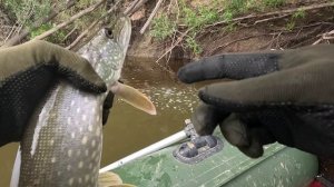 🎣ОКУНЕЙ НЕ ТРОГАТЬ🎣fishing#туризм#природа#ловля#рыбалка#щука#ловлящуки#ночевка#Чулым#река#спиннинг