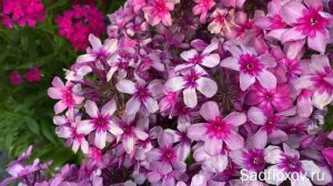 Дымчатый флокс Хоровод, моей селекции