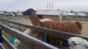 нашел коз по пути на рыбалку