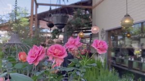 САДЫ ЯПОНИИ ЗНАМЕНИТЫЙ МИНИ-САД В ИЗВЕСТНОМ ЦВЕТОЧНОМ ИАГАЗИНЕ КАНЕХИСА 2025