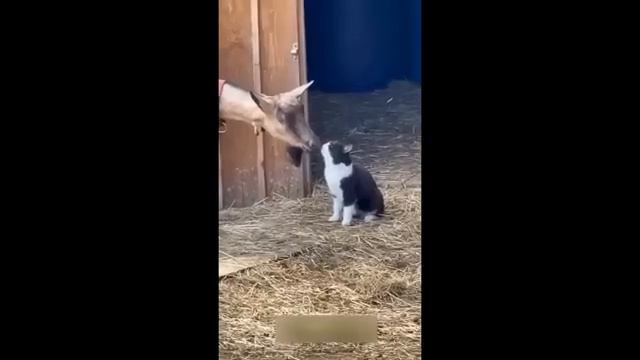 ПРИКОЛЫ С ЖИВОТНЫМИ ДО СЛЕЗ №7 #Смешные животные #Юмор #Приколы с животными смотреть онлайн