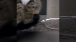 Купите себе камеру с динамиком, чтобы доставать своих котов, когда вас нет дома