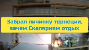 ЗАБРАЛ ЛИЧИНКУ ТЕРНЕЦИИ, ЗАЧЕМ СКАЛЯРИЯМ ОТДЫХ