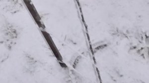 Пошел снег. Что делать с садом после первого снега? Но я рано радовался.