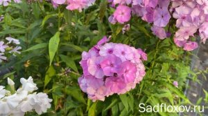 Дымчатый флокс Очарование, селекции Татьяны Шаповал