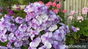 Флокс Голубая Отрада, селекции Ю.А. Репрева