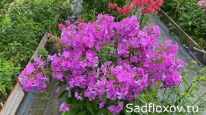 Флокс Лавандовая Мечта, моей селекции при дневном и вечернем освещении