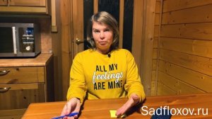 Подкормка флоксов, когда и чем их удобряем или какие флоксы быстро разрастаются