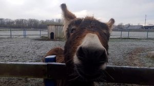 ослики на рыбалке