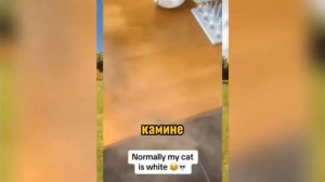 РИЛ: Выходные в моей ау 🤣🤣🤣🤣🤣🤣