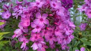 Оригинальный флокс Экзотика, моей селекции