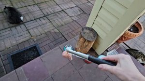 🐈котопозитив не обмануть)) знают или догадываются? Енот сегодня везунчик🔥