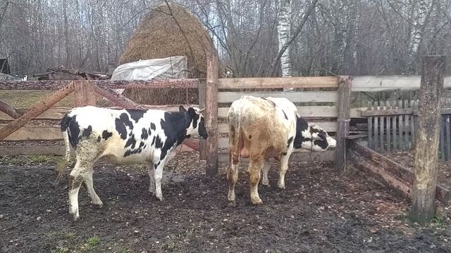 Бык Тимка в загоне смотреть онлайн