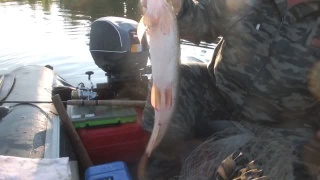 Восточный ветер нам не помеха!...