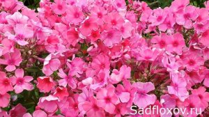 Флокс Камилла моей селекции