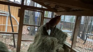 Лиса-Алиса. Лис Игнис занял свой наблюдательный пост