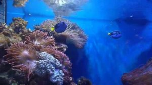 Морские рыбки риф