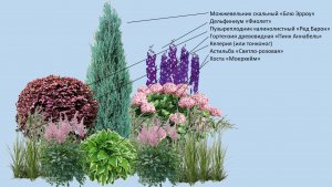 Схемы клумб из  многолетников