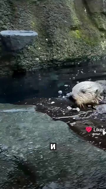 🥺🥺🥺они милые 🥰 смотреть онлайн