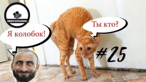 ТЫ КТО, БЛИН; С ОЗВУЧКОЙ; Приколы с котами Самые смешные животные
