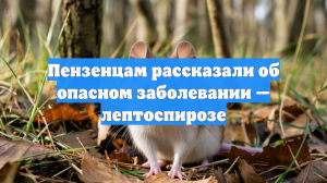 Пензенцам рассказали об опасном заболевании — лептоспирозе