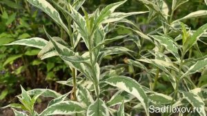 Пестролистный флокс Дарвинс Джойс (Darwin's Joice) в моем саду