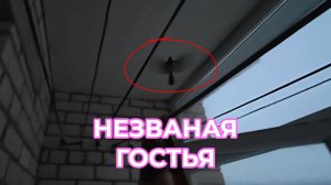 Незваная Гостья