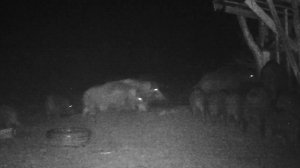 Хрустящие звуки удовольствия: Кабаны наслаждаются едой