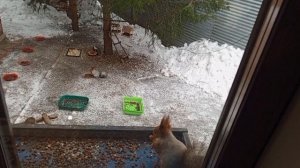 воскресные белки