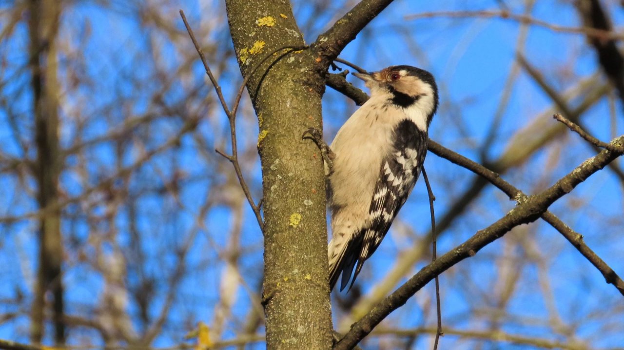 Малый пёстрый дятел (самка), Крылатское, 23 ноября 2025