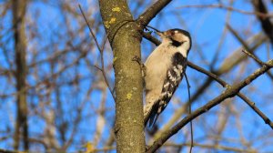 Малый пёстрый дятел (самка), Крылатское, 23 ноября 2025