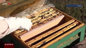 Мед с горной пасеки семьи Кабалоевых высоко оценили на Всероссийском конкурсе