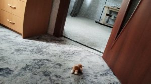 Нежданный гость😊