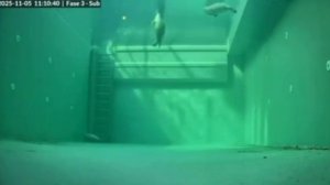 Так спят тюлени