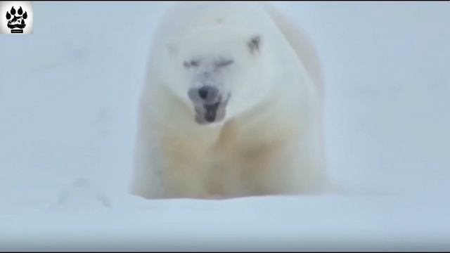 Невероятные факты о хищном млекопитающем семейства медвежьих, обитающее в Арктике. смотреть онлайн