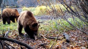 Дикая природа